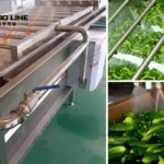 Vegetable Bubble Washer Delivered to Bulgaria for Cucumber Processing vegetable bubble washer for cleaning cucumbers